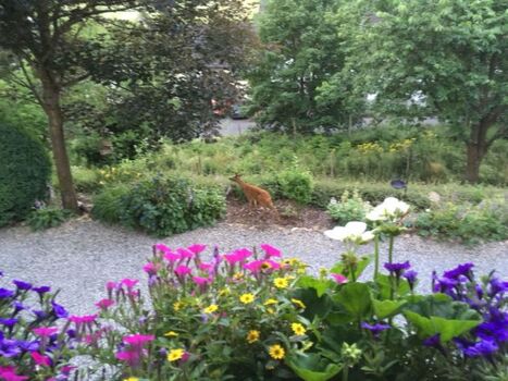 Blick vom Balkon auf die Gäste die oft vorbeischauen