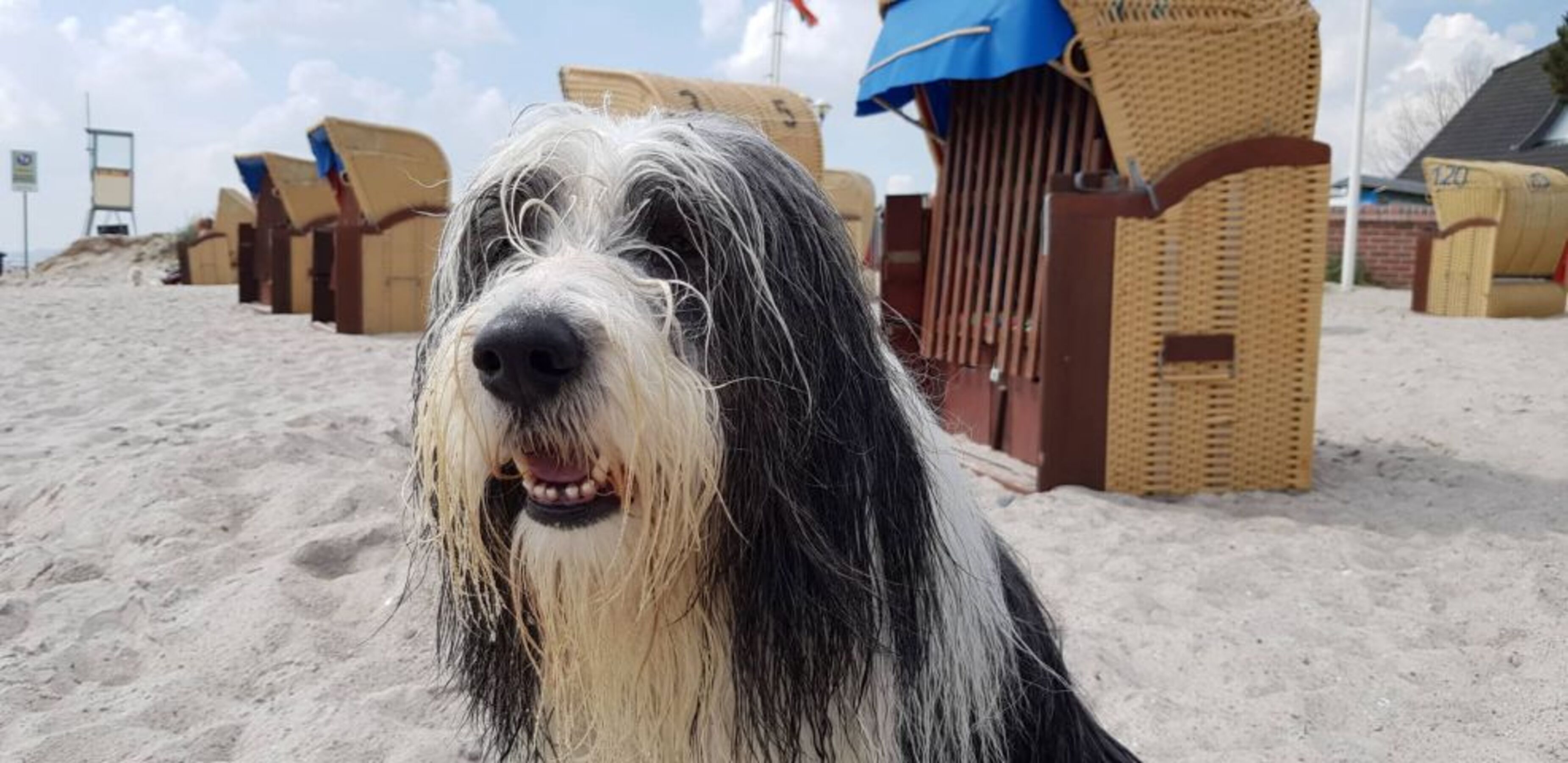 Hunde willkommen