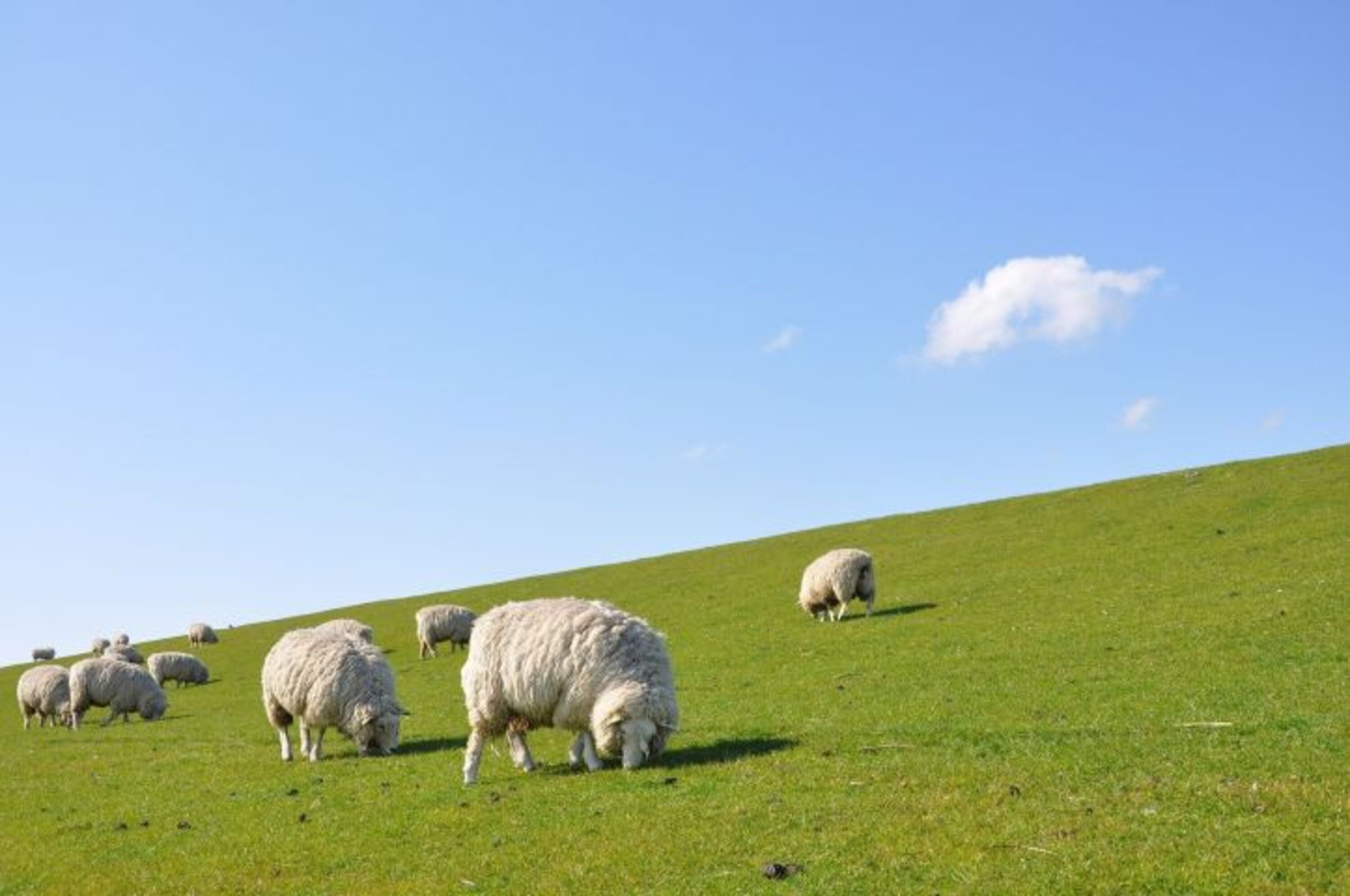 Schafe in Friedrichskoog