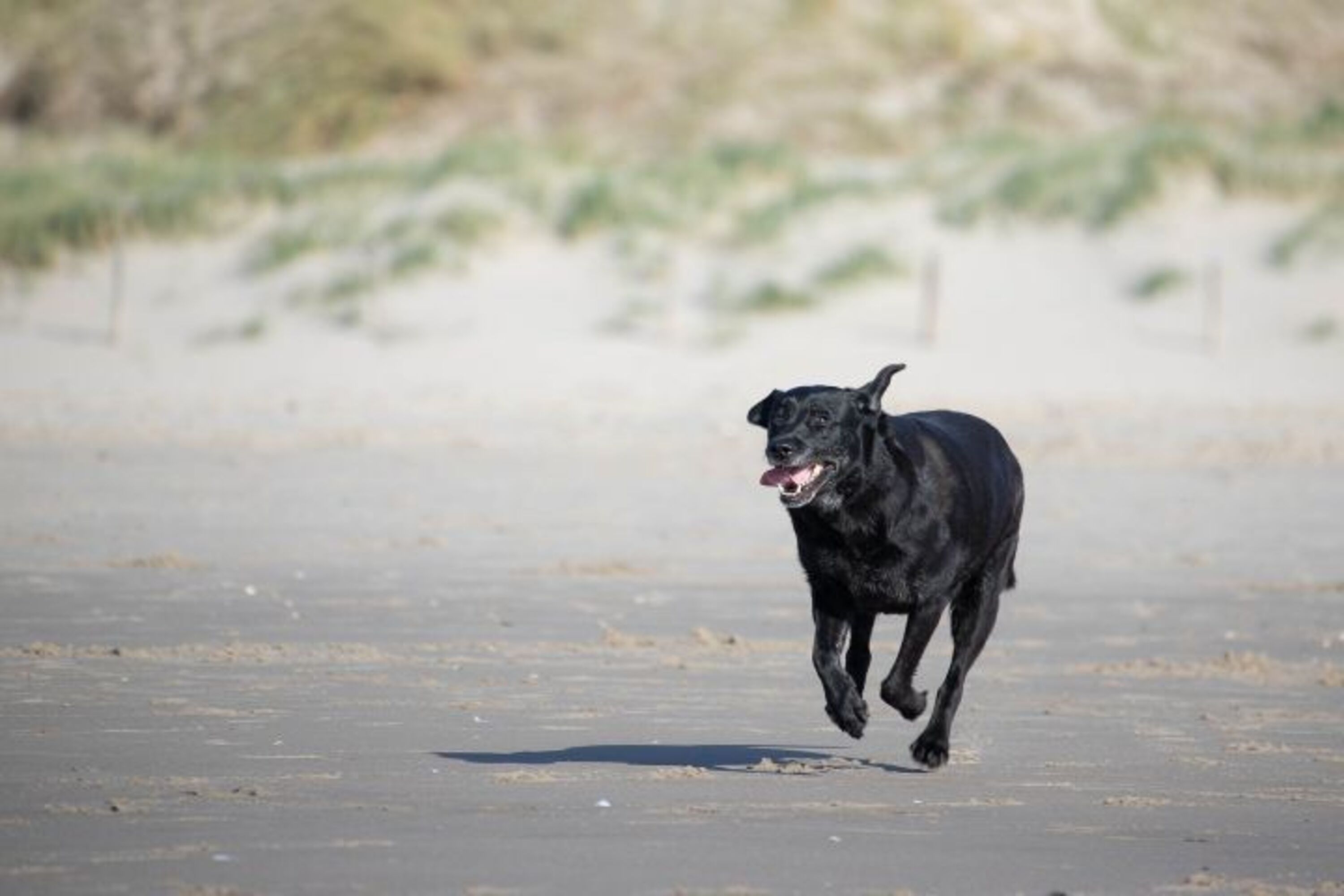Hunde herzlich willkommen 