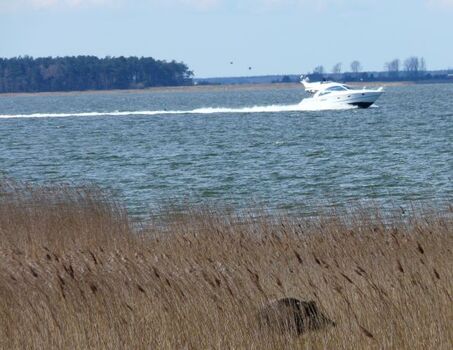 Rascheln im Boddenschilf