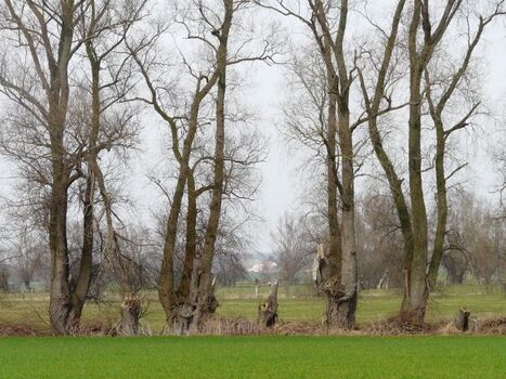Blick zu uns von Groß Kordshagen