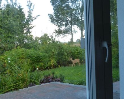 Guten Morgen, kleines Reh!