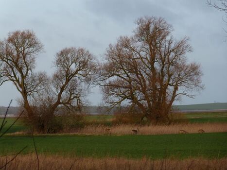 Rehe an Kaute vom Wohnzimmer entdeckt