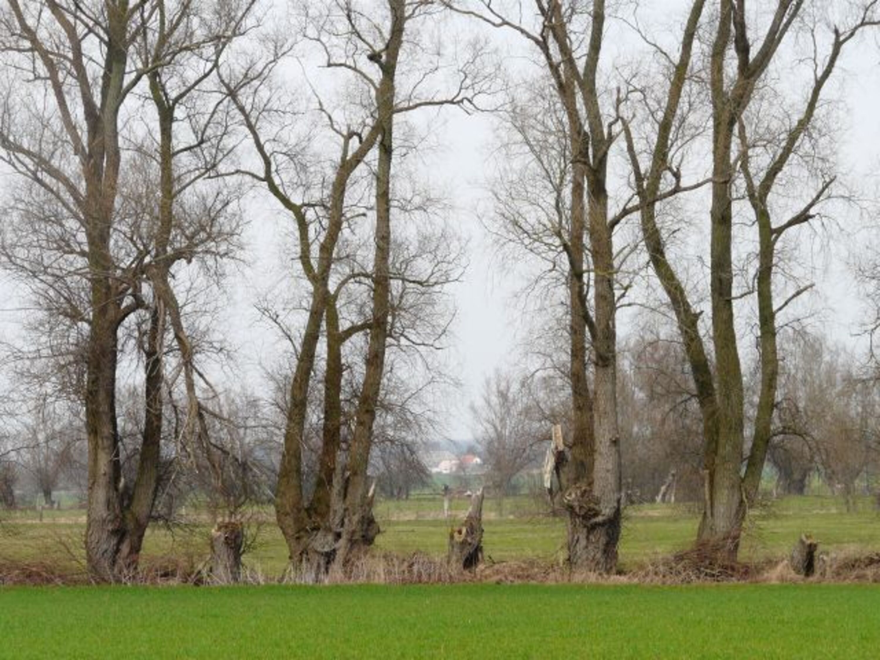 Blick zu uns von Groß Kordshagen