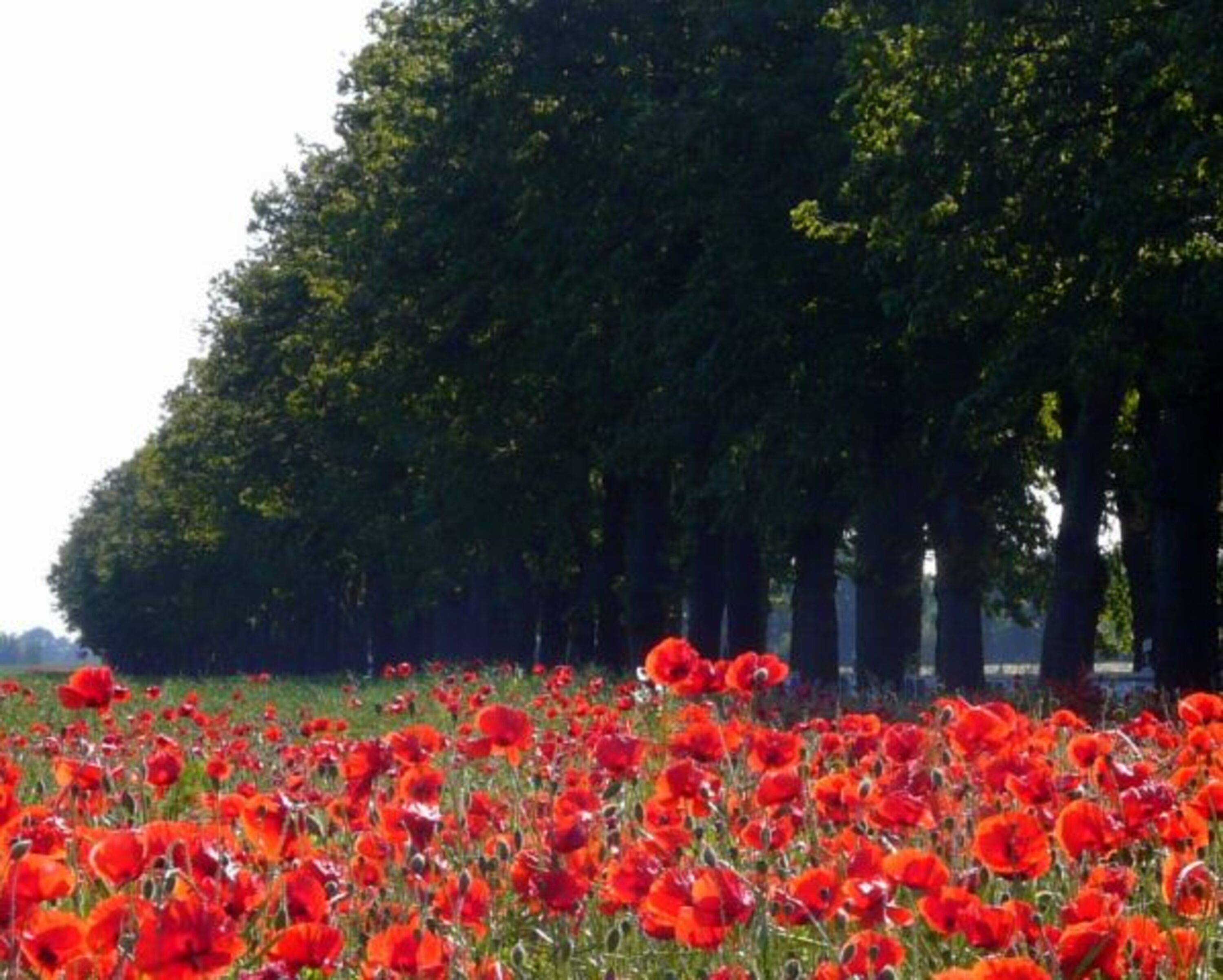 Allee nach Barth