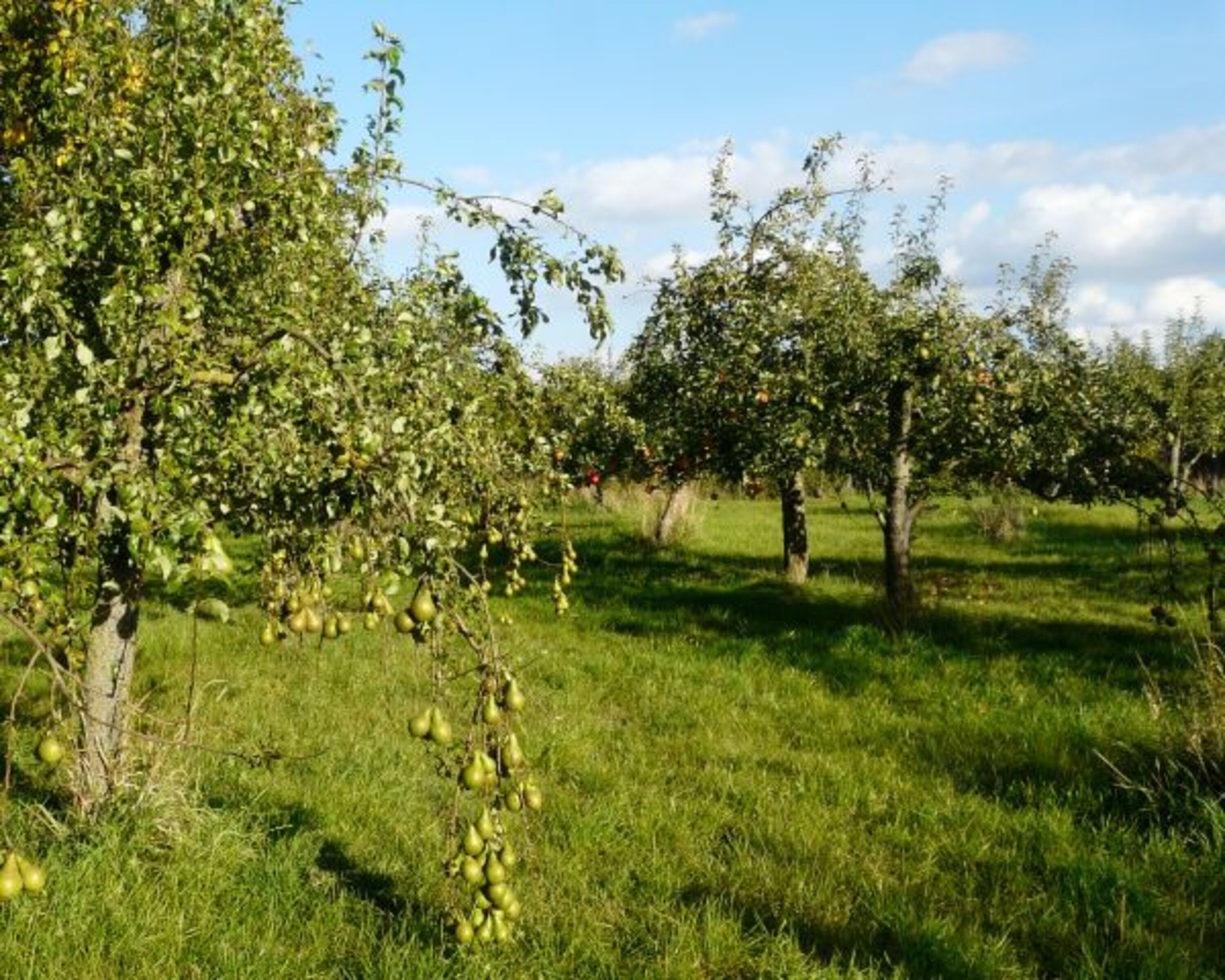 Obstgarten