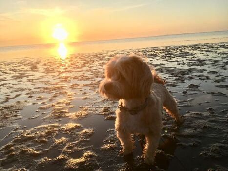 Sonnenuntergang im Watt 