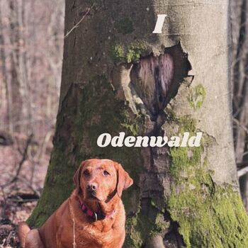 Unser Drachenhaushund  Biene