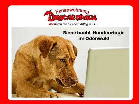 Unser souveräner & entspannter Drachenhaushund  Biene.