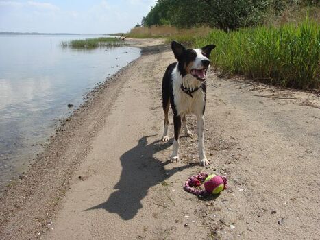 Flaches Ufer und flacher Einstieg ins Wasser - perfekt für Viebeiner