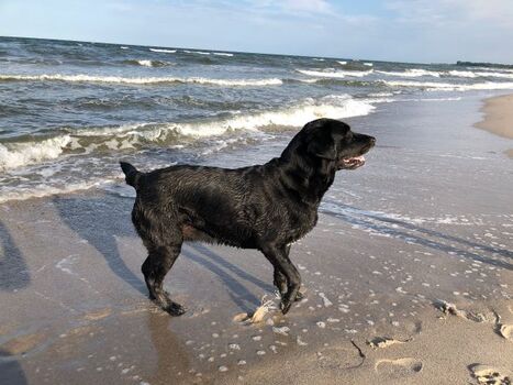 Hundestrand ganz nah!