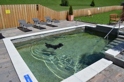 Dog-Pool