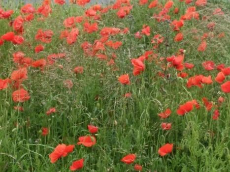 Mohnblumen so weit das Auge reicht
