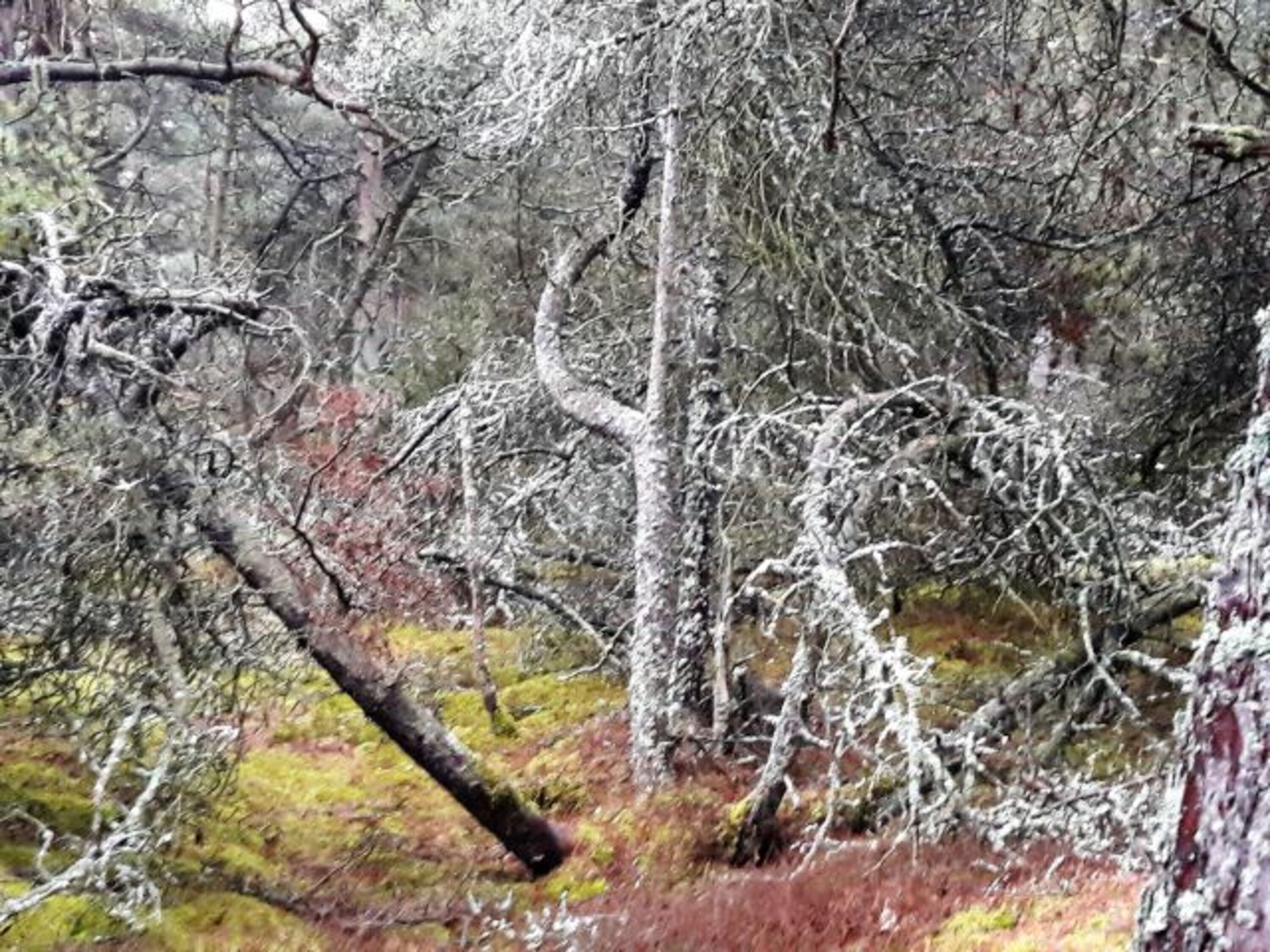 Flechten verzaubern den Wald