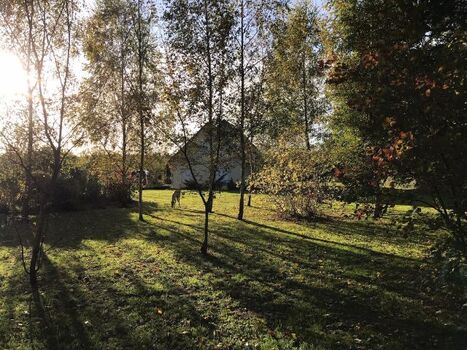 kleines Birkenwäldchen