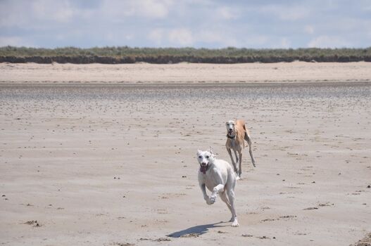Strand mit viel Platz zum Austoben