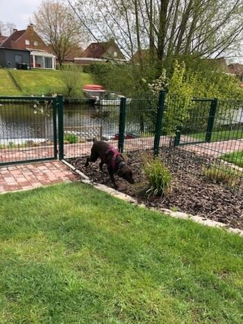 der Garten ist Hunde ausbruchssicher eingezäunt. 