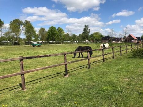 Pferdewiese direkt vor dem Ferienhaus