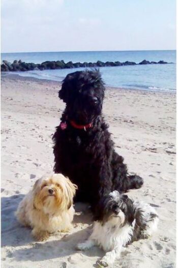 Hunde sind gern gesehene Gäste