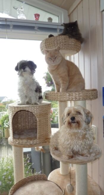 Hunde und Katzen willkommen