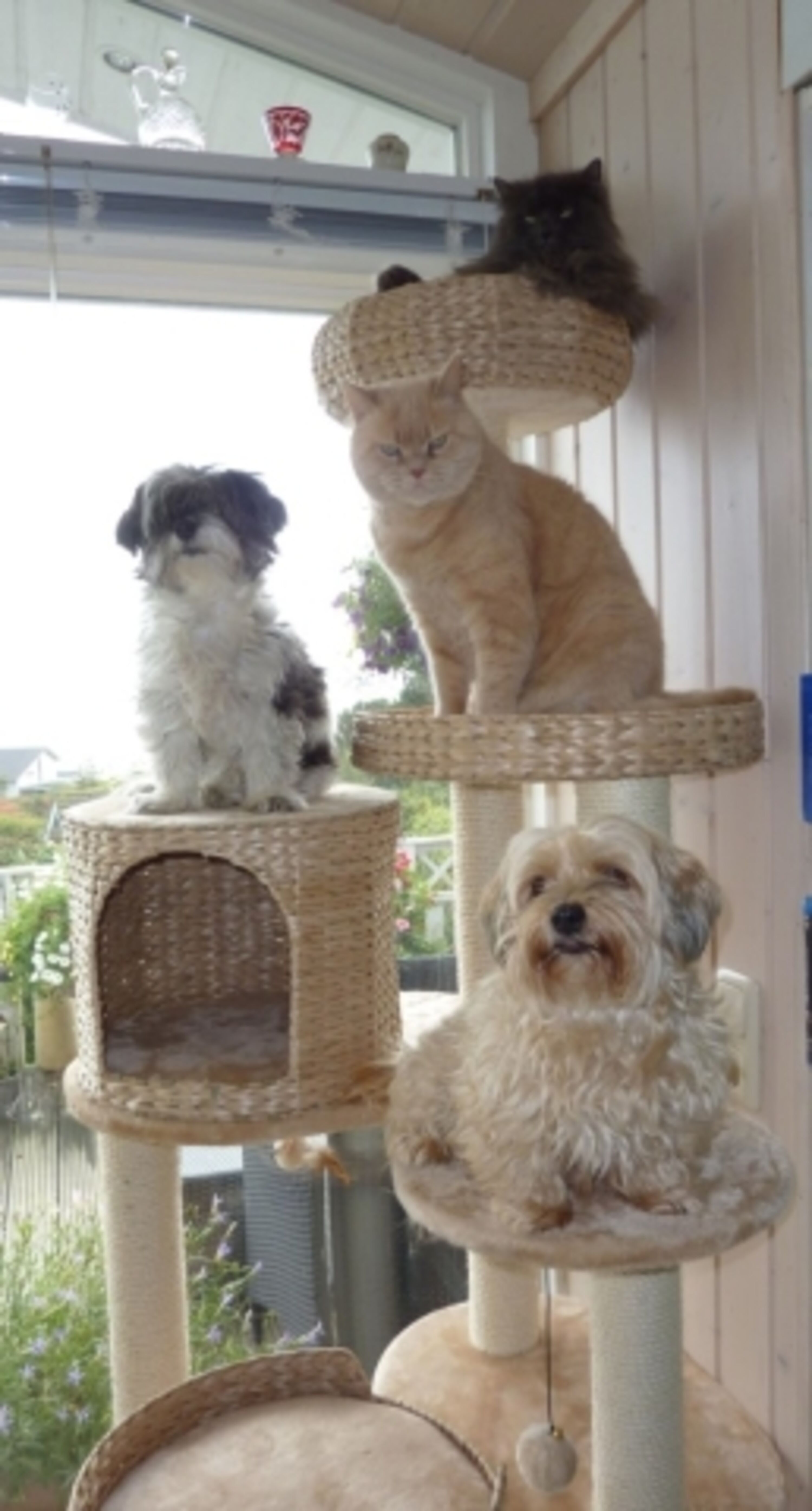 Hunde und Katzen willkommen