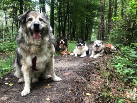 Weitläufiges Waldgebiet in wenigen Minuten erreichbar.
