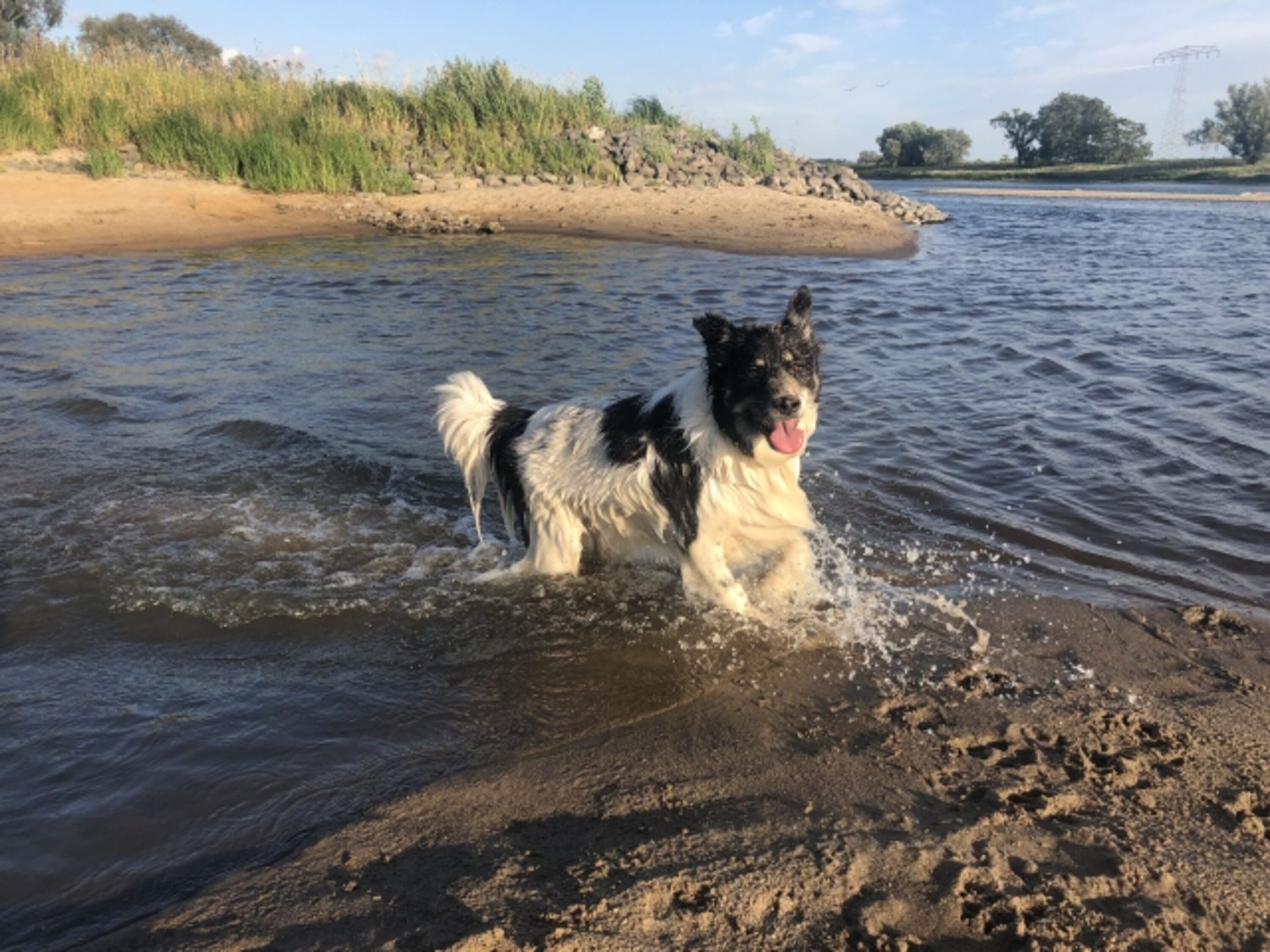 Badespass in der Elbe