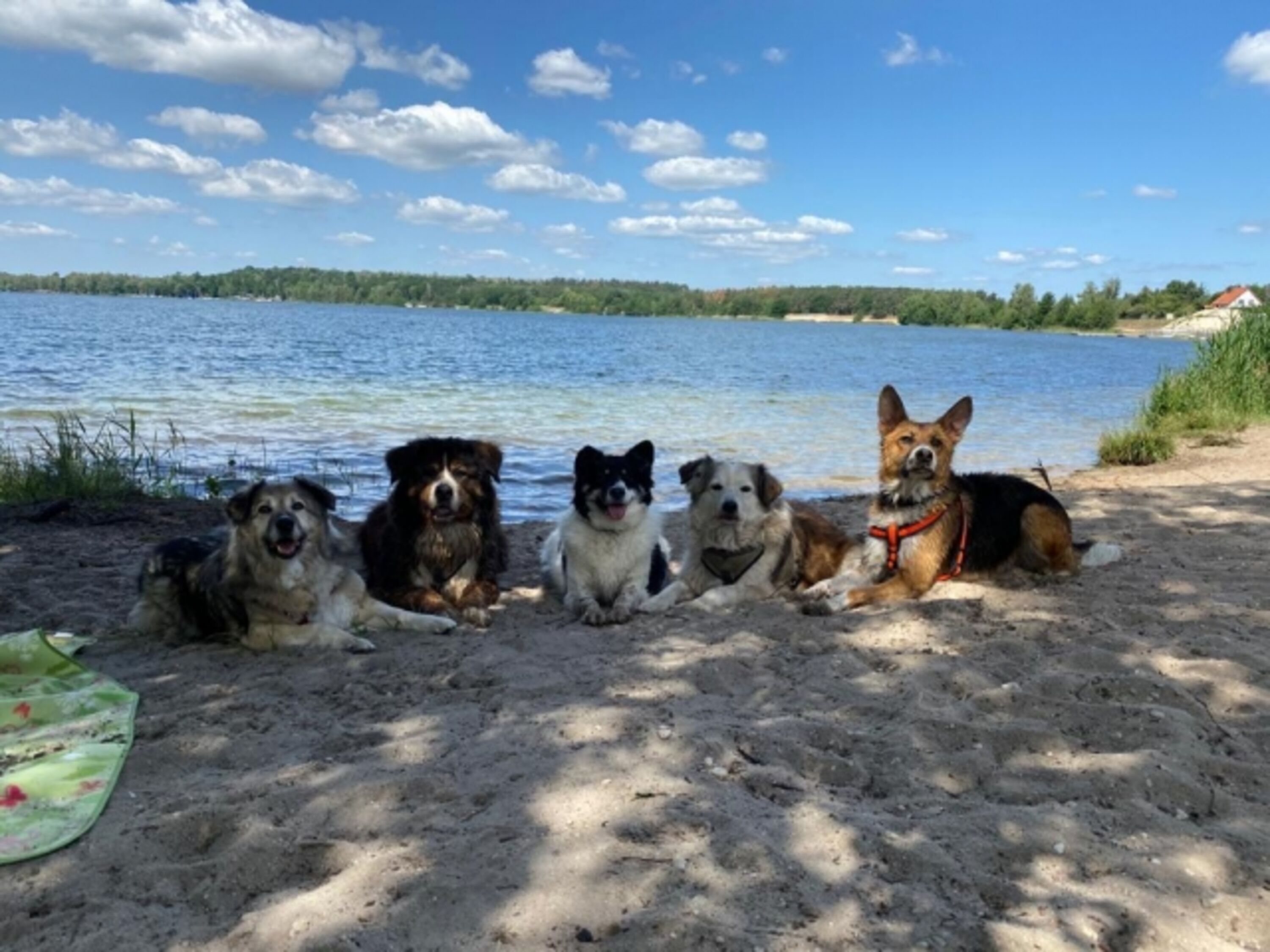 Hundestrand am Bergwitzsee