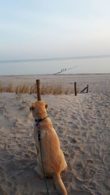 Hundestrand