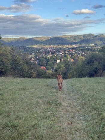 Der Ausblick auf Bad Harzburg