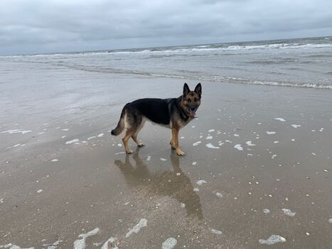 Urlaub mit Hund bei St. Peter-Ording