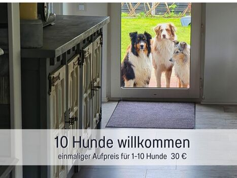 10 Hunde willkommen, mehr nach Absprache 