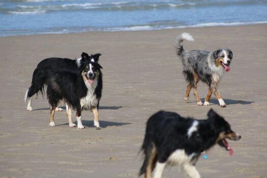 Hundetreffen am Strand