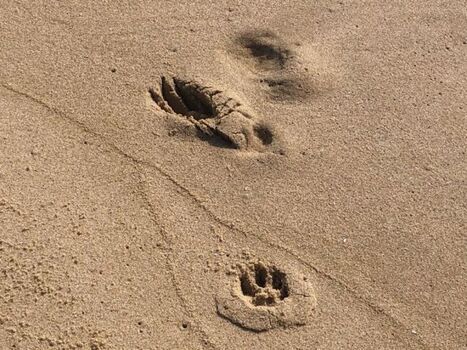 Spuren im Sand