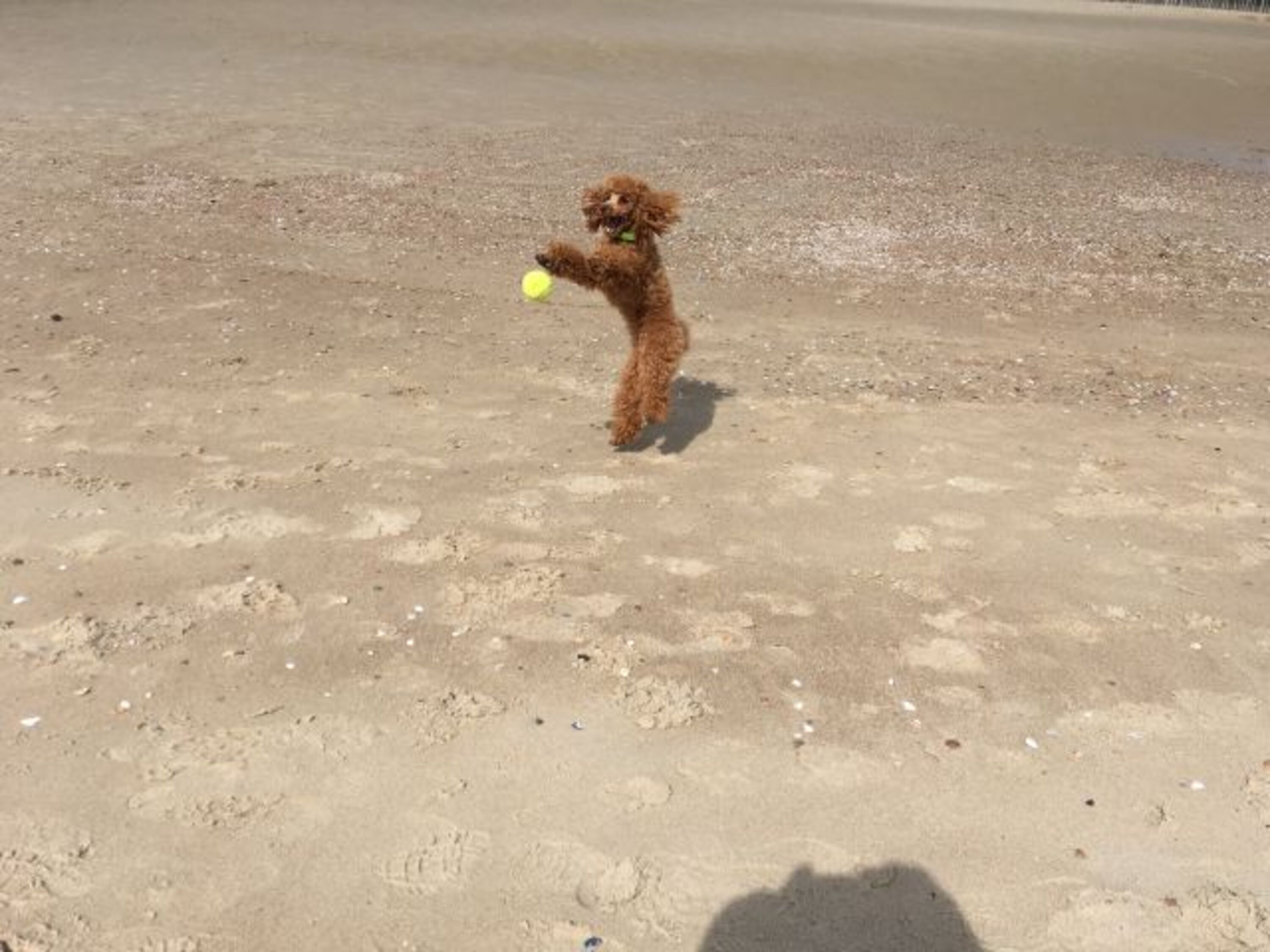 Hundestrand