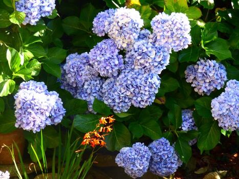 Hortensien im Garten