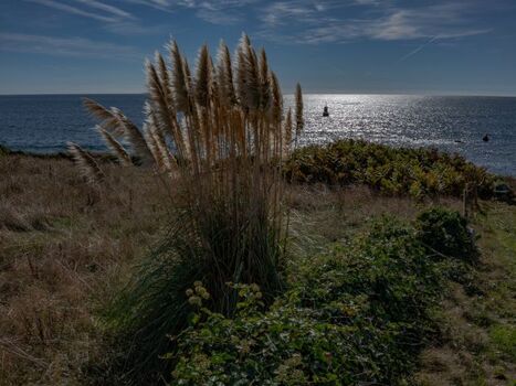 Pampasgras am Meer