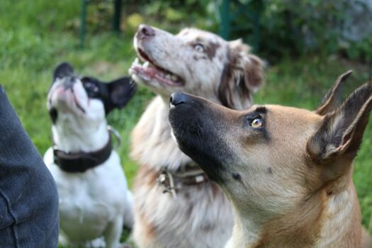 Fütterung der Raubtiere