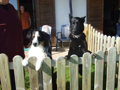 Gasthunde auf der Terrasse