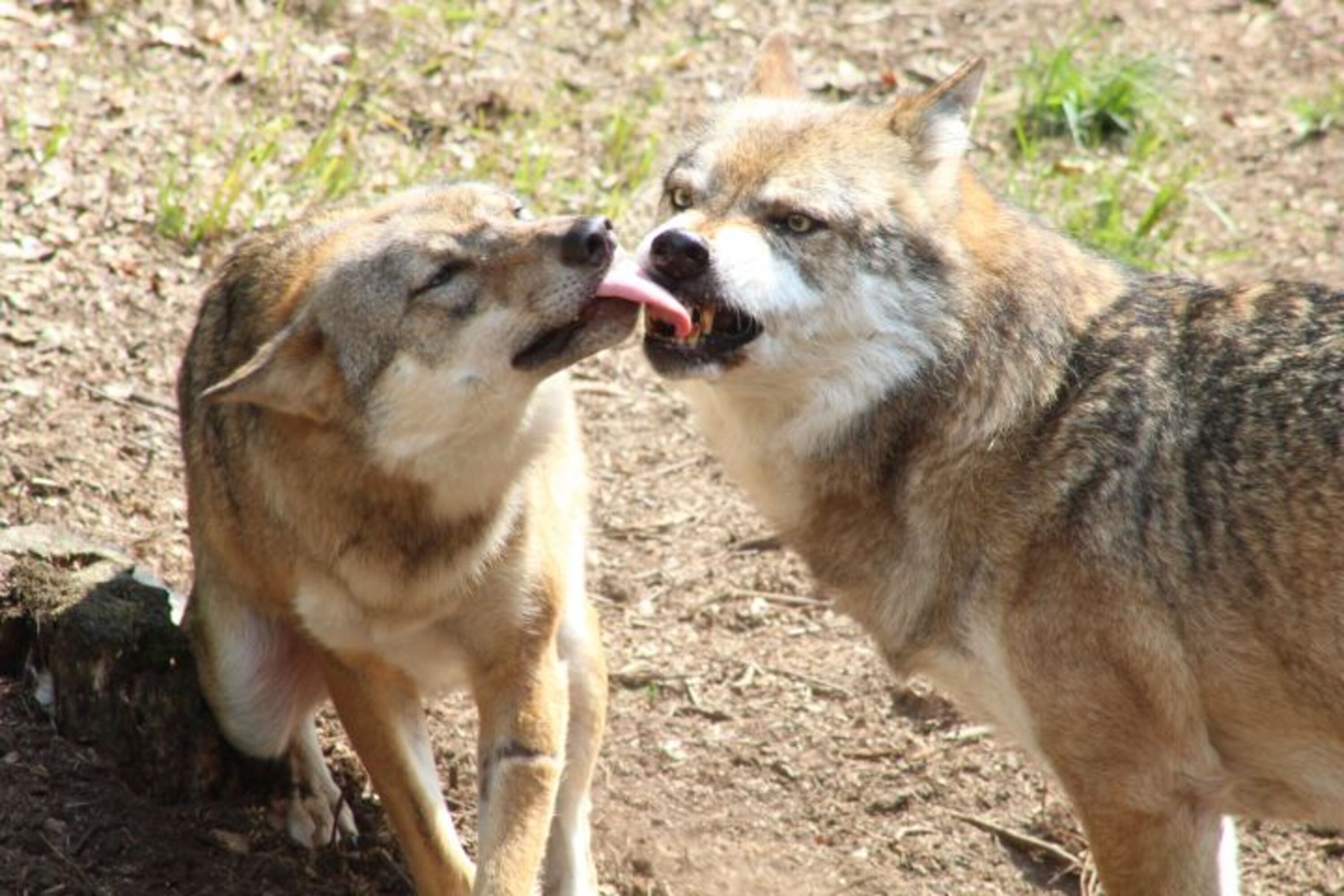 Wolf und Luchs