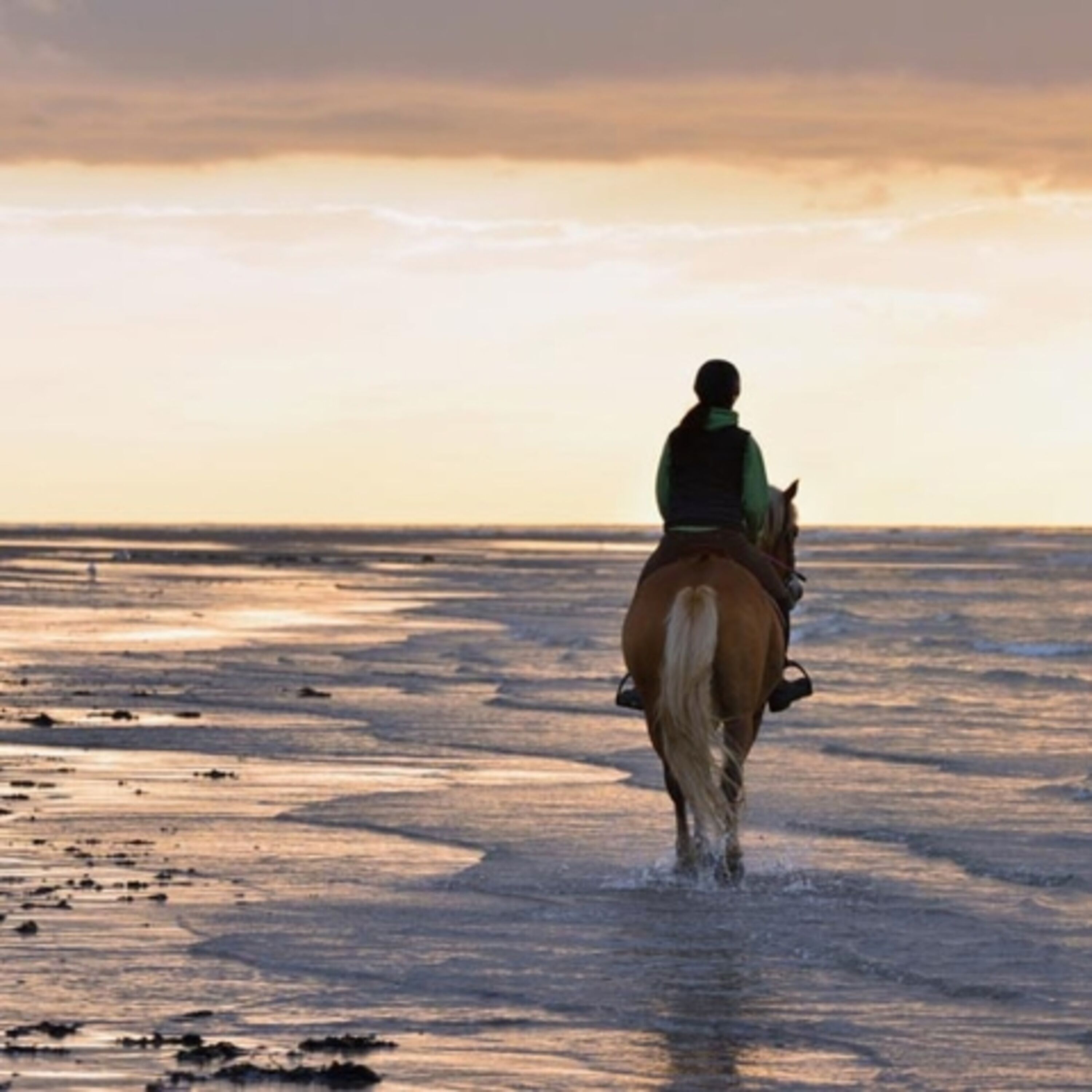 Reiten im Watt
