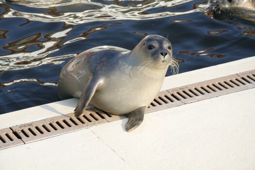 Seehundaufzuchtstation