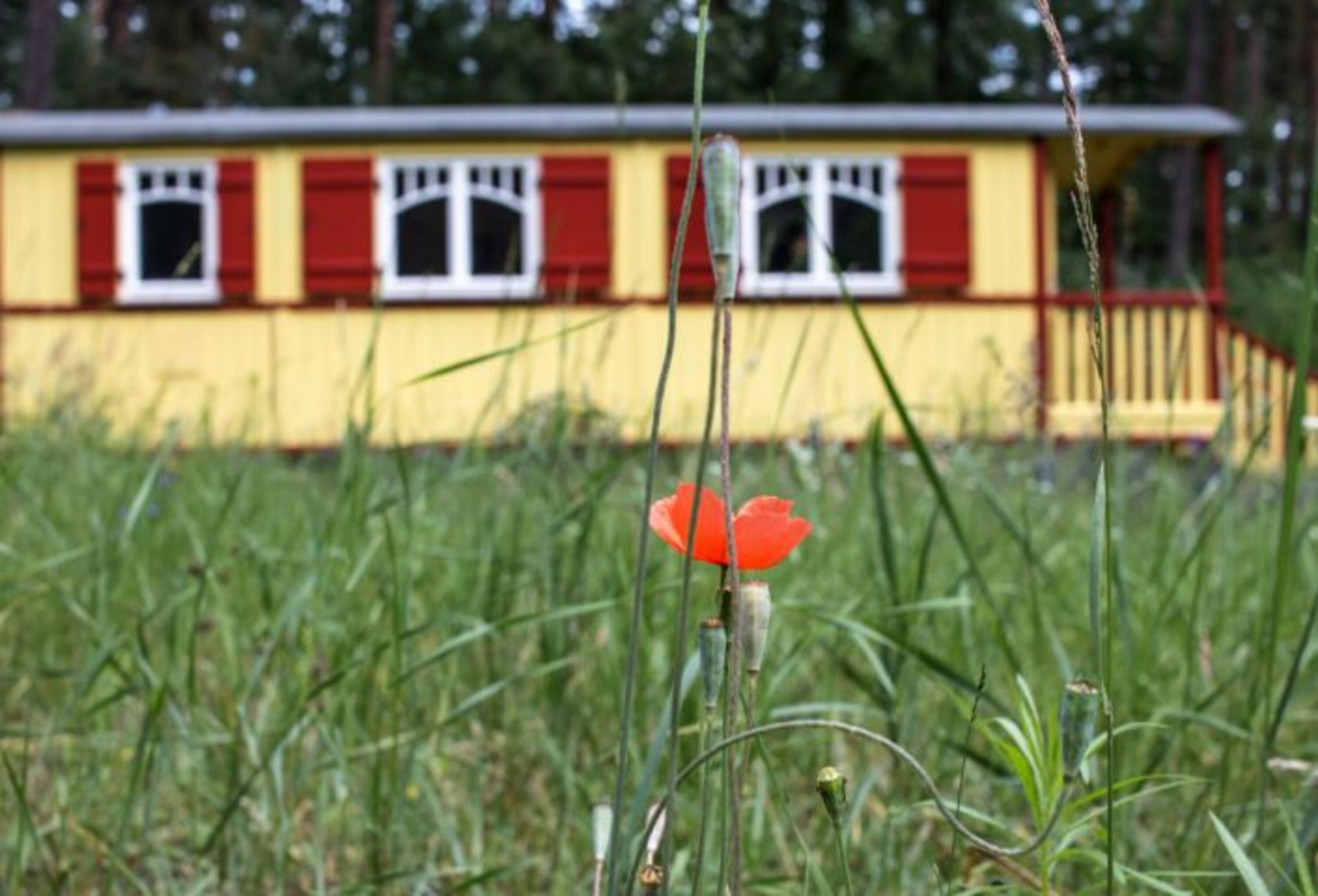 Zirkuswagen Zigappo in Lychen