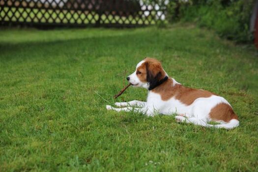 Garten mit kleinem Liebling