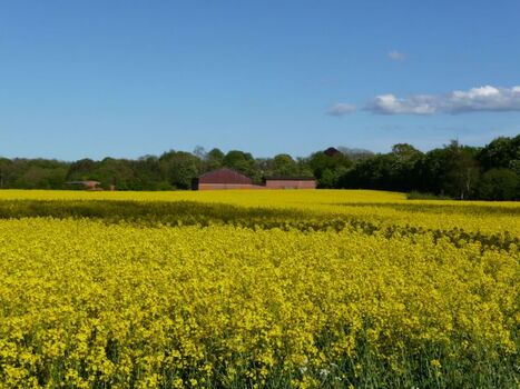 Rapsfelder direkt am Haus 