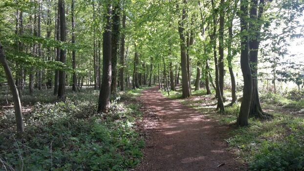 Im Wald nur wenige Meter entfernt