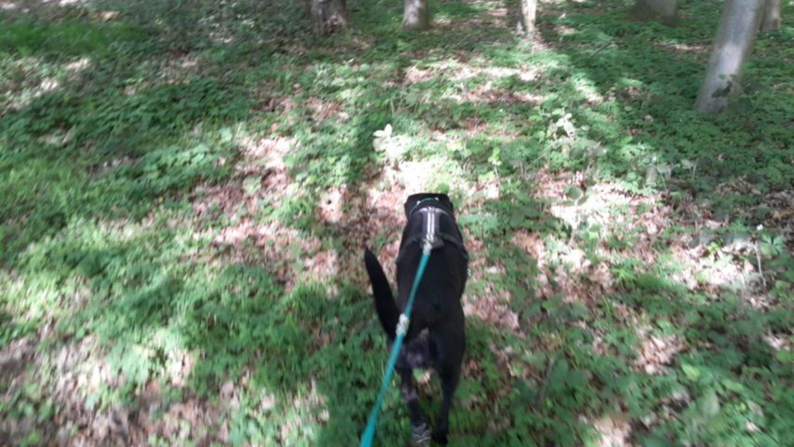 Im Wald nur wenige Meter entfernt