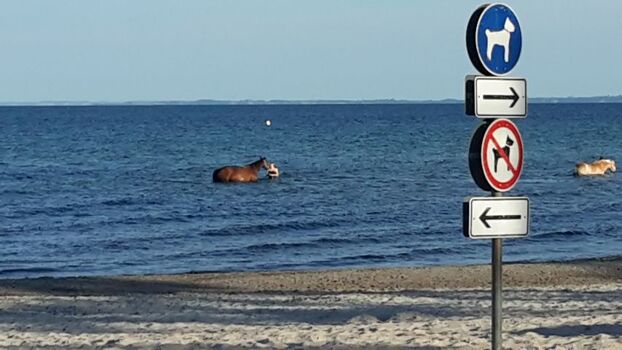 einer derr Hundestrände (auch für Pferde)