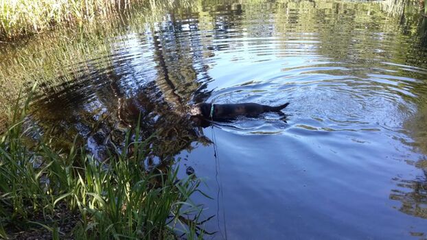 der Löschteich im Wald